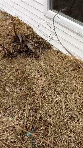 Pruning Pomegranate Trees for Rooting Cuttings #figboss #pomegranate #gardening #growyourownfood