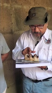 Un Mastodonte Cuvieronius yodon vivió hace unos 20 mil años en Tepano, Diriamba. Así lo confirma el hallazgo de uno de sus molares en excelente estado de conservación. El molar fue encontrado por Edgar Arias y estudiado por Ramiro García Vásquez. | Paleontología de Nicaragua