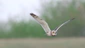 Bird - Short-eared Owl flying over the meadow looking for prey on a...