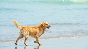 Dog wearing GoPro camera goes for a swim
