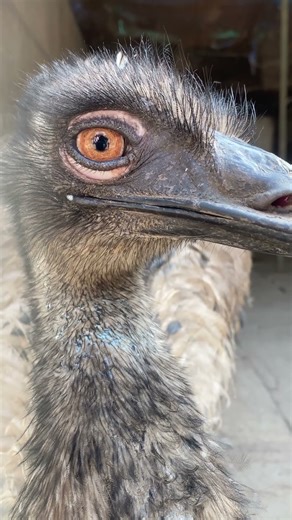 Close up an Emu🦤 #bird #shorts