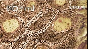 DE L'INFINIMENT GRAND À L'INFINIMENT PETIT EN 44 IMAGES À LA PUISSANCE DE 10 | Science & Vie