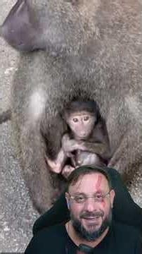Cute baboon moment #biologohenrique #animals #smartanimal #biologist