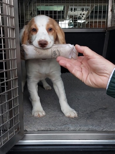 Puppy Training Progress: Small Steps to Success