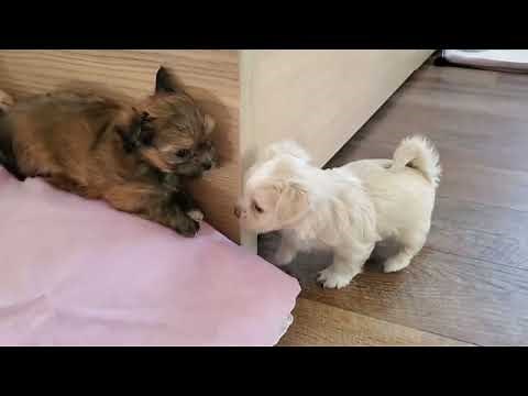 22 minutes of Mi-Ki Puppies