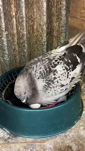 pigeon making nest #pigeon #eggs #cleaning