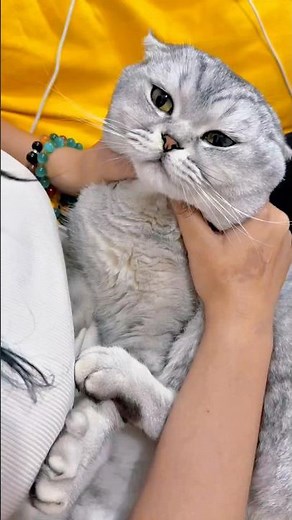 The ultimate trick to give a stubborn cat a pill 🐈✨#cat #shortsfeed #kitten