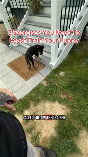 32K views · 309 reactions | 3 Exercises You Need To Perfect The Walk #puppytraining #dogobediencetraining #dogtraining #dogwalkersofinstagram #dogwalk #DogTrainingJourney #dogtrainingschool #DogTrainingSuccess | Best Buddy Dog Trainer, LLC | Facebook