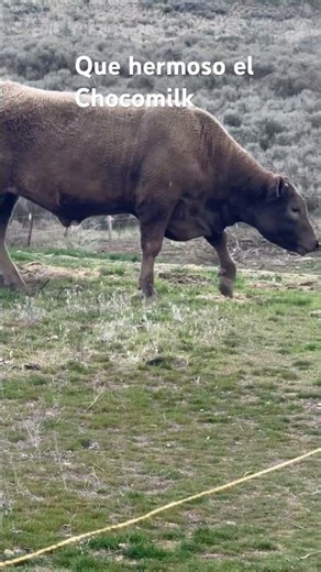 #Torosdegranjas #animales