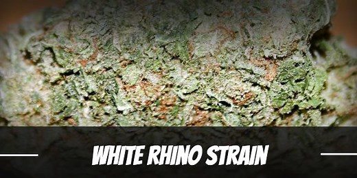 White Rhino Cannabis Strain Information and Review