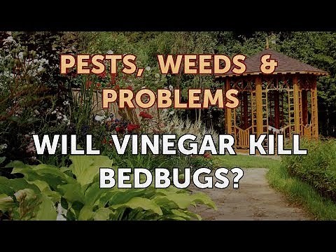 Will Vinegar Kill Bedbugs?