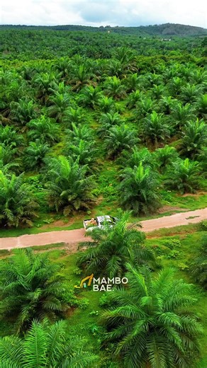 Kuli solar numpang lewat di kebun orang . #petanisawit #triton #4runner #djimini3 #sawitsumatra