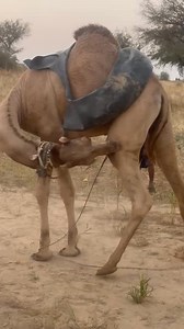 A crazy camel struggles to control itself in the cold desert season | Desert Tales Studio