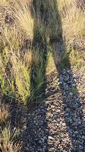 The Forgotten Highway — Where US 66 Faded Away | Route 66 Road Relics