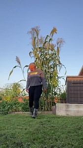 I plan on making a few broom corn wreaths and bouquets with it. Anyone else growing broom corn? #broomcorn #sorghum #gardener #didyouknow #howto #gardeningforbeginners #chasetherabbit #gardenexercise #southernuniversity #alumna #theokraladyllc #hbcupride | The Okra Lady LLC