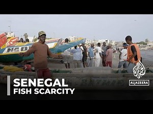 Senegal fish scarcity: Fishermen blame climate change & trawling
