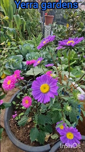 మా"సతీష్" కి ఈ మొక్క నచ్చేసింది! ఆస్టర్ పూలు! Aster flower plant./ Terrace gardening/Seasonal plants