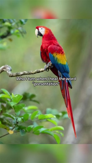 Overcoming Nervousness in Presentations