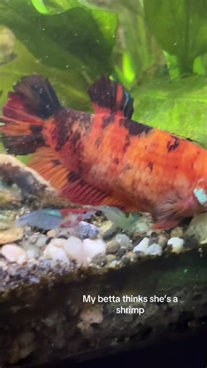 My Betta Fish Acts Like a Shrimp