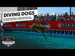 Incredible Dog Challenge 2025: Dog Diving Eastern Regional | NBC Sports