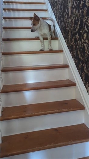 KonnerTheSuperDog - PreLola - Afraid of the stairs #KonnerTheSuperDog