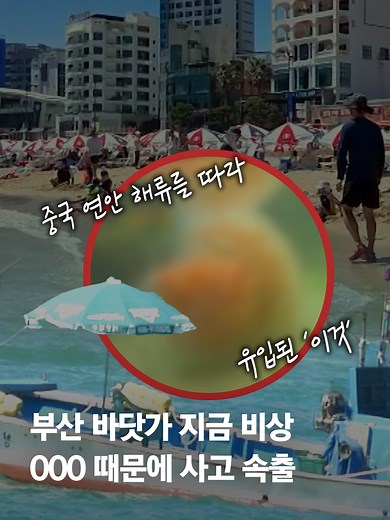 여름휴가 기간이 되며 많은 사람들이 찾는 해수욕장…그런데 요즘 독성이 강한 해파리가 해수욕장 인근까지 나타나 쏘이는 사고가 잇따르고 있습니다. #JTBC뉴스 #밀착카메라 #부산 #해파리 #해수욕장 #휴가