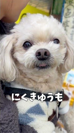 犬が思うこと【関西弁でしゃべる犬】#788【Dog talking 】 #幸せ#犬のいる生活#愛情＃dogshorts #funnypets#犬#dog#fundogs#shorts