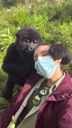 5 Days in Rwanda: Gorilla Trekking in Volcanoes National Park 🦍 | Luxury Safari Experience #trekking