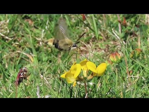 Another brief encounter with a Narrow-bordered Bee Hawkmoth