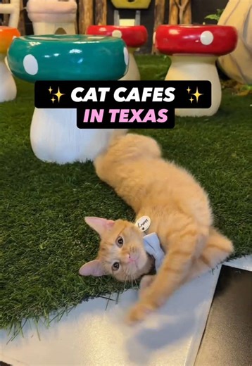 CAT CAFÉS IN TEXAS Looking for cat cafés in Texas where you can sip coffee & spend time with adorable adoptable cats? These are cat cafés and cat lounges across Texas organized by area so you can easily plan your next visit or a full cat café road trip! Austin & San Antonio 🤍 @SydneysSanctuaryATX Austin 🤍 @purrfectocatlounge Austin 🤍 @purrfectocatlounge San Antonio opening soon Dallas & Fort Worth Area 🤍 @whiskersandsoda Dallas 🤍 @cozy.catfe Arlington 🤍 @thecasualcatcafe Richland Hills 🤍 