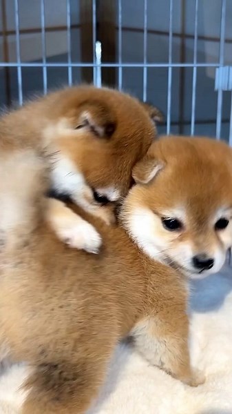 Puppies Playing: Adorable Doggos Having Fun
