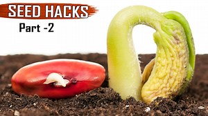 These 25 plus seed and seedling related gardening hacks and tricks will certainly benefit any gardener or farmer for successful gardening and farming. Please watch till the end. | Garden Tips
