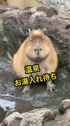 温泉のお湯入れ待ちカピ — カピバラ露天風呂の様子