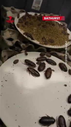 $200K of illegal exotic cockroaches seized in Bathurst