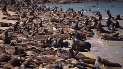 Sea lions take over California beach