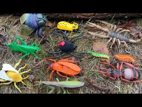 Bug & Insect Toys for Kids: Learn Names and Fun Facts 🐝🦋