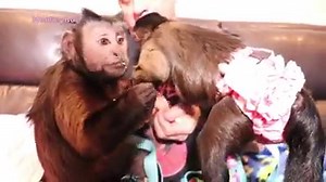 MonkeyBoo invites his girlfriend MonkeyMeela over for date night! 🙈 They share a snack and love on each other! These little monkeys are so sweet! 💕 | MonkeyBoo