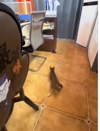 She grabbed a random street cat catch the mouse 😂