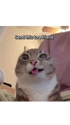 You are special ❤ #foryour #beisar #cat #meme