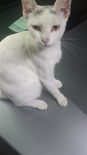 Frog Guy Comics on TikTok