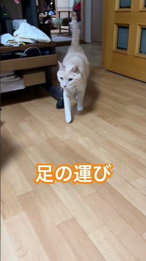 【全く気にもしていなかった】猫の歩き方、足の運び方どうなっているの？