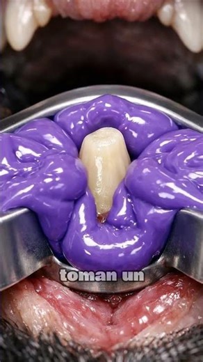 What happens when a military dog ​​breaks a tooth? 🤔