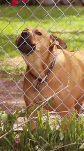 Craziness, hectic & barking with 8 dogs!🤯🐶 #itsmeorthedog #dogtraining | Me Or The Dog