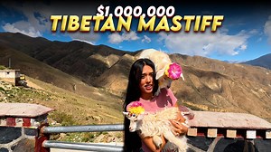 How a Tibetan mastiff became a million dollar status symbol