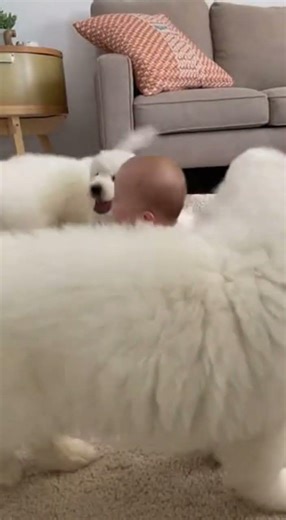 4 Great Pyrenees Puppies Bark Together Playtime Fun #Puppies #Dogs #Cute