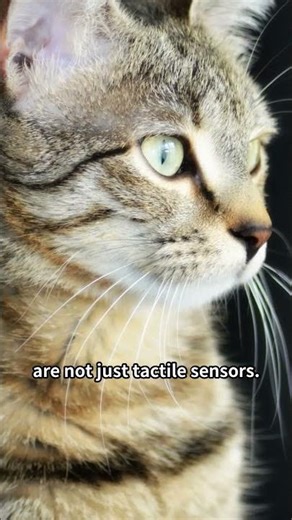 Cats Use Whiskers to Judge Tight Spaces! 🐱 #catbehavior #felinescience #animalresearch #cat