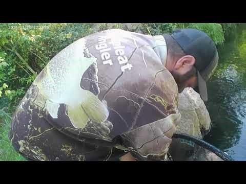 78cm Cod Caught 7/02/2026