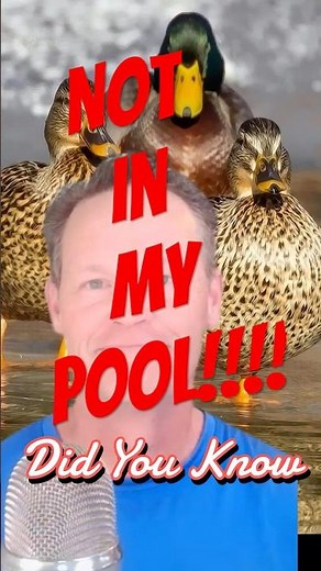 : "Ducks Don't Live in Pools: Protecting Your Oasis from Unwanted Guests"