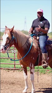 Teaching your horse to lower their head under saddle? 🐴 Start on the ground with halter work to establish a solid foundation before taking it to the saddle. #horsetraining #headlowering #groundwork #horsemanship #equestrianlife #steadyhorsetraining | Steady Horse