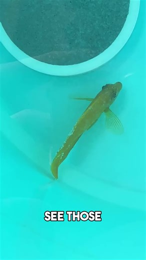 Issues with Fish in Saltwater Aquariums